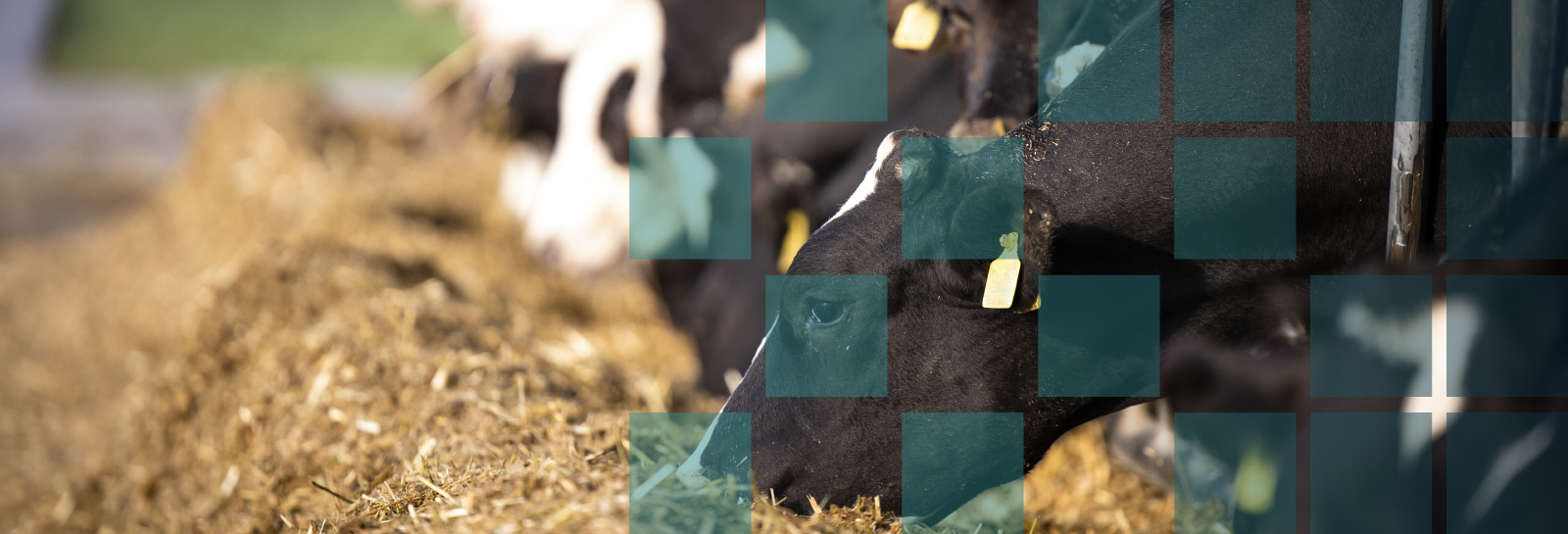 Cows feeding on farm banner image